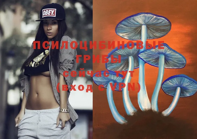 Псилоцибиновые грибы Psilocybe  Анива 